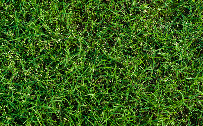 Image of Bermuda Grass Sod sold by Farr's Landscape Supply and Sod