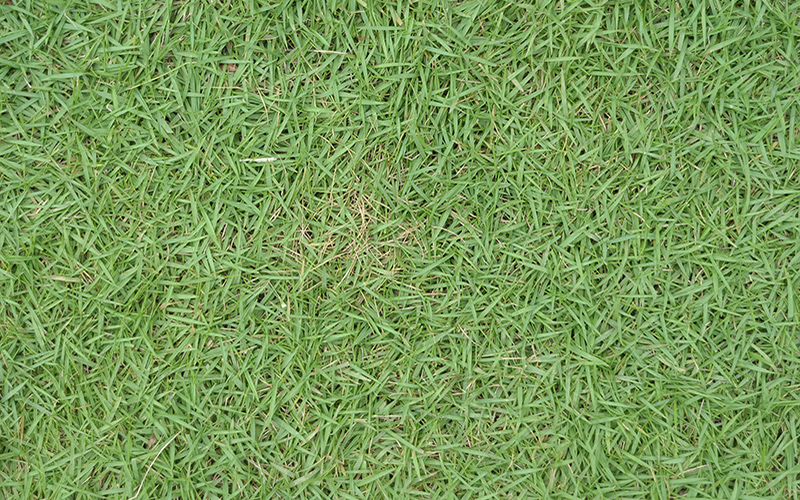 Image of Zoysia Grass Sod sold by Farr's Landscape Supply and Sod